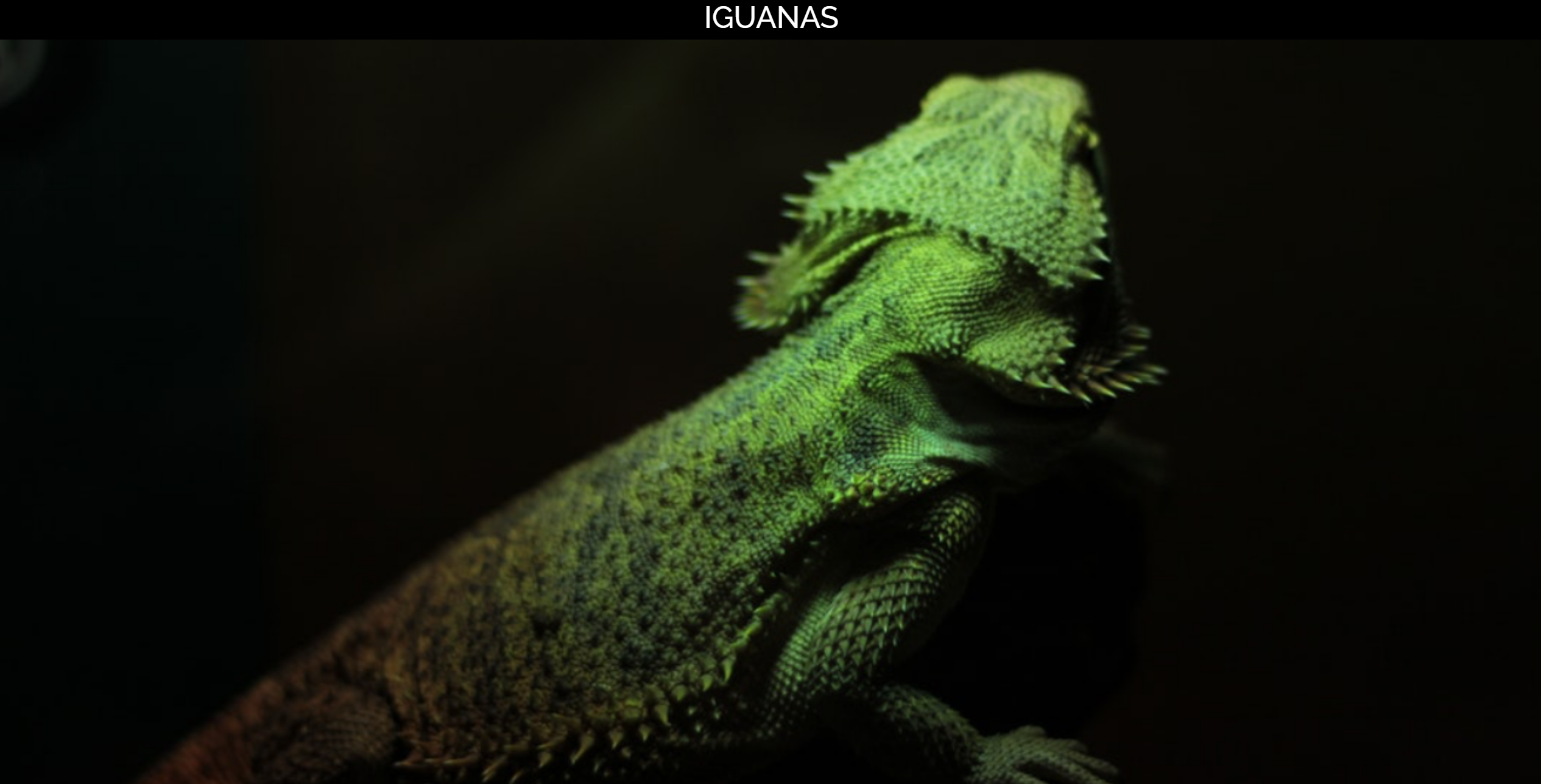 Proyecto Iguana